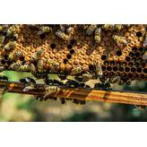 SAVOIE MONTAGNE APICULTURE