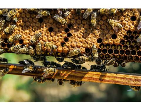 SAVOIE MONTAGNE APICULTURE