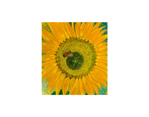 AU TOURNESOL-VIA LE GRAP