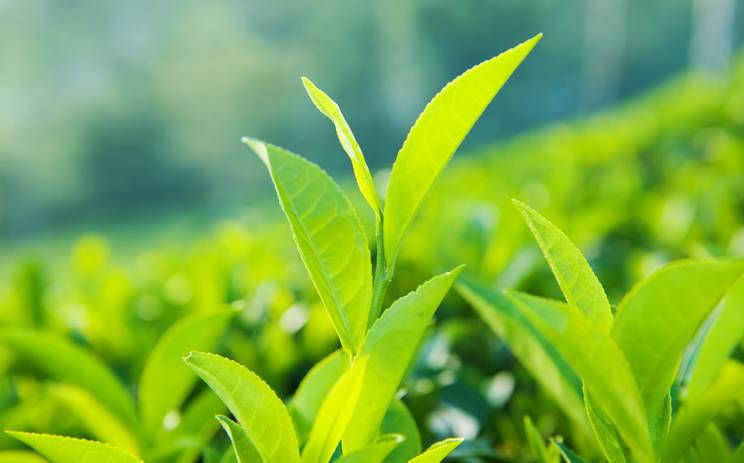 LE COMMERCE ÉQUITABLE : Levier pour favoriser les installations en agriculture bio ?
