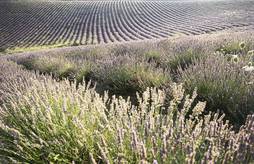 <p>Tourisme industriel dans la Drôme : contactez-nous !</p>