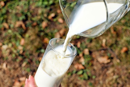 Cluster Bio - Filière lait de vache bio