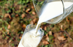 Rencontre de la filière lait bio régionale : saisir les opportunités pour être résilient demain