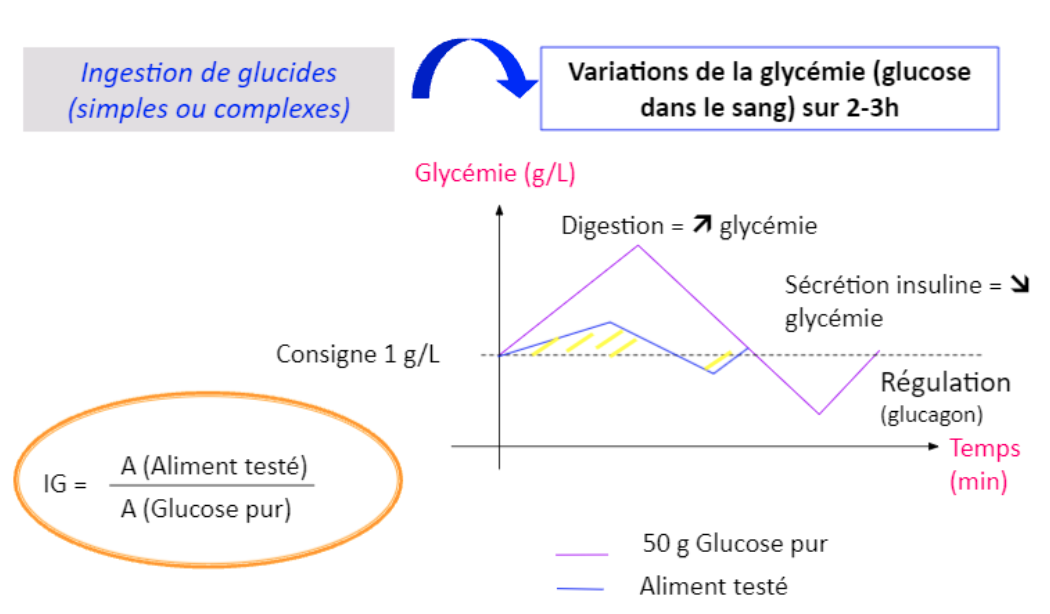 Index glycémique - Nadège Perret, Novalim Alimentec.