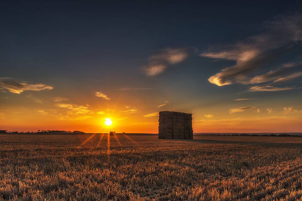 field-1448539_960_720.jpg
