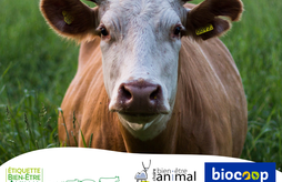 Quelle place pour le bien-être animal dans la bio ?