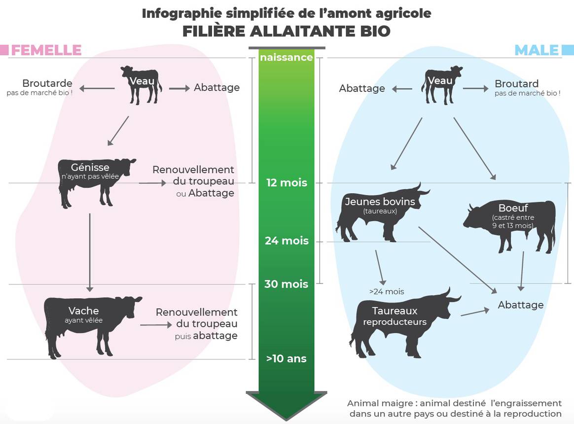 La Filière Bovins Viandes Bio : Une Diversité D'animaux Et Une ...