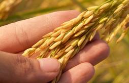 <p>Formation : Gestion des contaminants en filières bio</p>