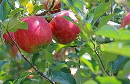 Journée régionale filière fruits bio