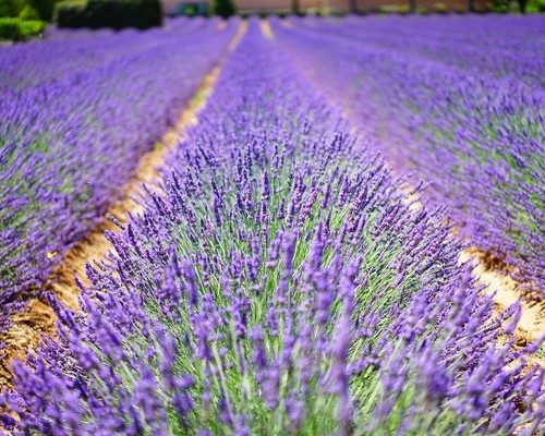 lavender-flowers-1595487_1920.jpg