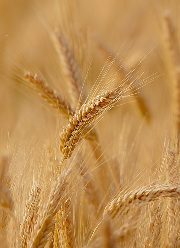 reunion-grandes-cultures-bio-regionale