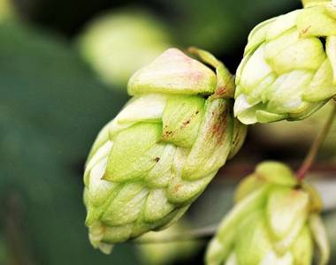 Filière brassicole