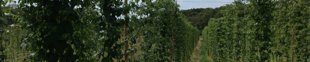 Photo : Houblon du Moulin.