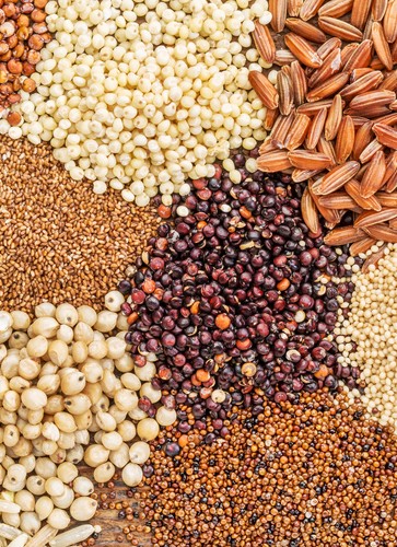 rencontre-cereales-alternatives-graines-davenir-pour-lagro-alimentaire