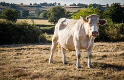 Rencontre des acteurs de la filière viande bio