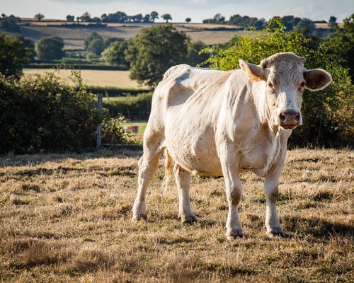 gros-plan-d-une-vache-blanche-paissant-dans-un-pre-entoure-d-une-cloture.jpg