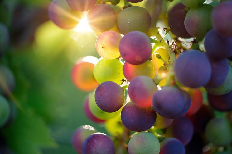 Cluster Bio - Filières vins bio
