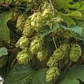 Journée sur la contractualisation du houblon