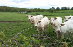 Rencontre des acteurs de la filière viande bio