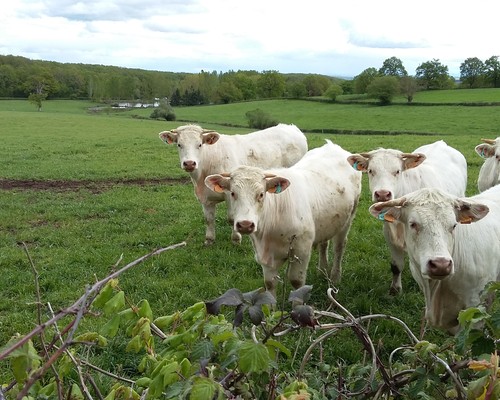 Chatrons 18mois.jpg